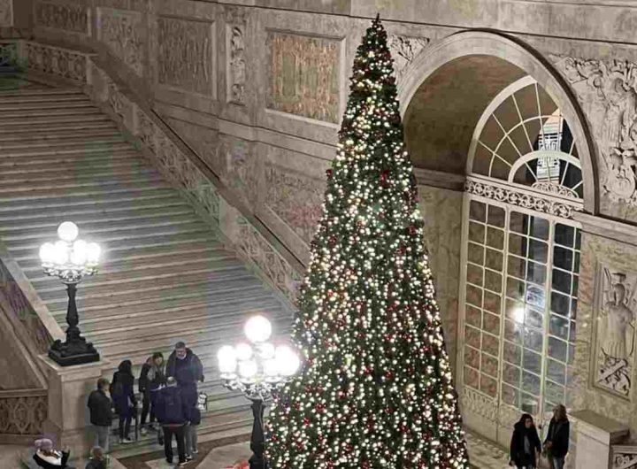 Una foto dell'albero posto nei pressi di Palazzo reale (Il Mattino)